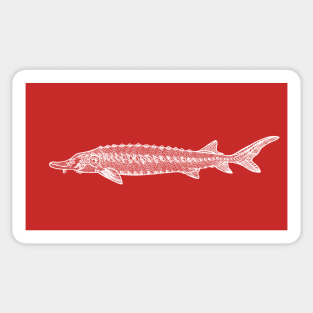 Common Sturgeon fish design Sticker